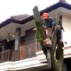 jasa-tebang-pohon-bangkalan
