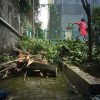 JASA TEBANG POHON TERMURAH DI KOTA JOGJA DAN SEKITARNYA - Image 2