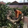 JASA TEBANG POHON TERMURAH DI DENPASAR - Image 4