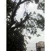 JASA TEBANG POHON TERMURAH DI KOTA JOGJA DAN SEKITARNYA