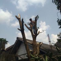 JASA TEBANG POHON TERMURAH DI TULUNGAGUNG