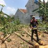 JASA TEBANG POHON BANDUNG DAN SEKITARNYA - Image 2