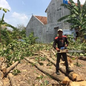 JASA TEBANG POHON TERMURAH DI KLATEN