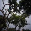 TEBANG POHON TERMURAH DI BOGOR