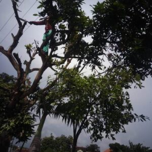 TEBANG POHON TERMURAH DI BOGOR