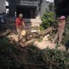 JASA TEBANG POHON BOGOR