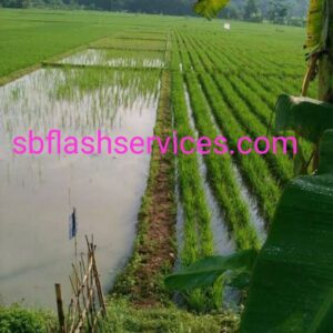 JASA PREOFESIONAL KERING TANAH TERMURAH DI KLATEN