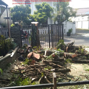 layanan jasa tebang pohon bekasi