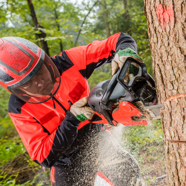 Proses tebang pohon di Wates Kulonprogo menggunakan teknologi modern dan aman.