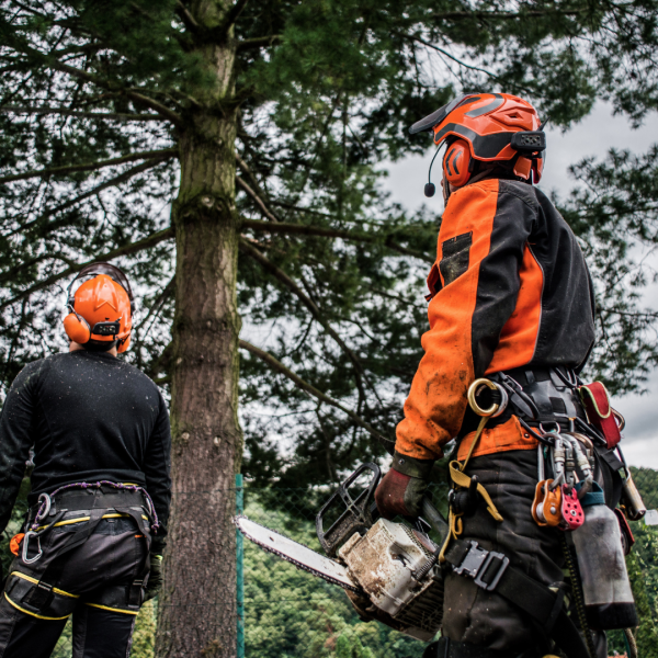 Layanan tebang pohon ramah lingkungan di Purwokerto dengan peralatan modern dan aman