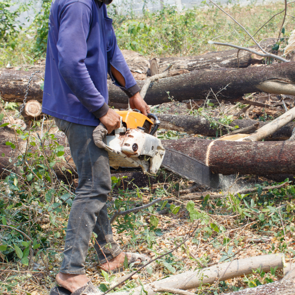 Layanan tebang pohon di Purbalingga, proses aman dan cepat oleh tim profesional.