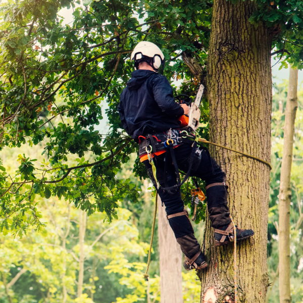 Tim ahli tebang pohon di Sragen melakukan proses penebangan dengan aman.