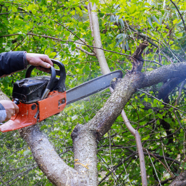 Pekerja tebang pohon di Jepara menggunakan gergaji mesin untuk memotong pohon.