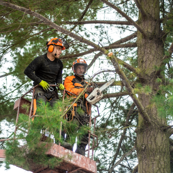 Tim profesional tebang pohon di Wonosobo sedang menebang pohon besar di area perkotaan.