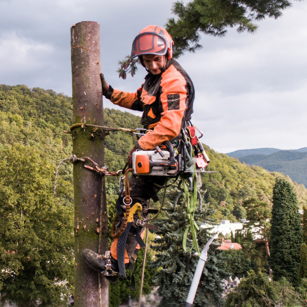 Layanan tebang pohon ramah lingkungan di Kebumen dengan peralatan modern dan aman
